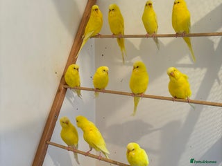 Budgerigars birds Lutino budgies - Advert 1