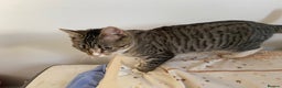 Bengal cats for sale: Beautiful Bengal girl kitten - Advert 3