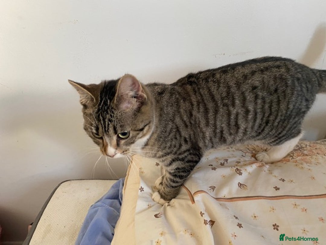 Bengal cats for sale: Beautiful Bengal girl kitten - Advert 3