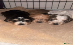 Cockapoo dogs for sale: Cockapoo puppies  - Image 1