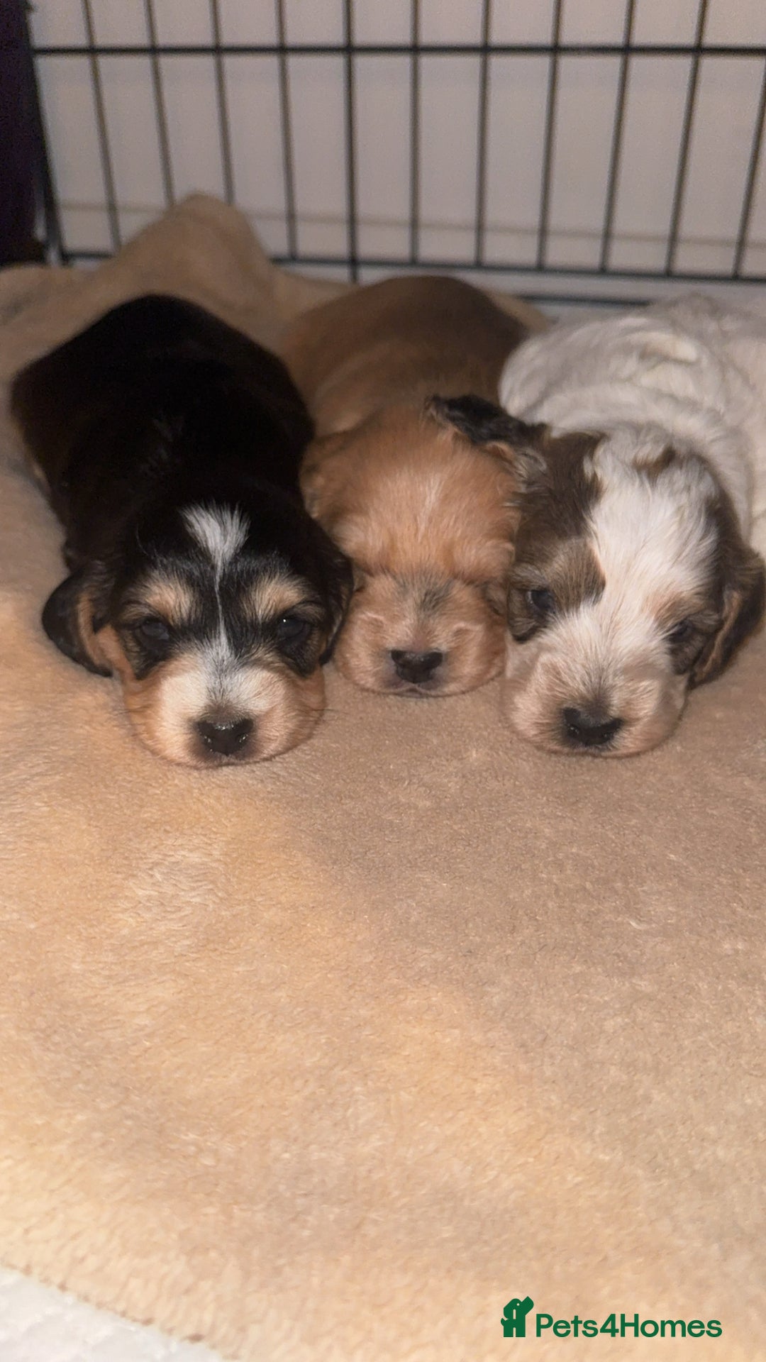 Cockapoo dogs for sale: Cockapoo puppies  - Image 1