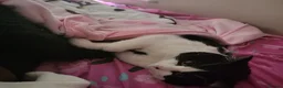Mixed Breed cats for sale: Please adopt Milo  - Advert 5