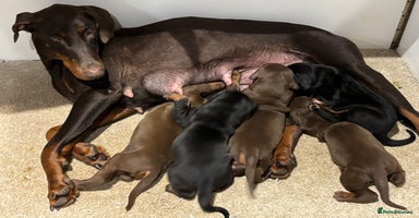 Dobermann dogs KC champion bloodline Doberman pups  - Advert 6