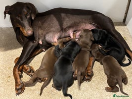 Dobermann dogs KC champion bloodline Doberman pups - Advert 1