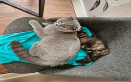 Scottish Fold cats for sale: 5 month blue Scottish Fold - Image 6