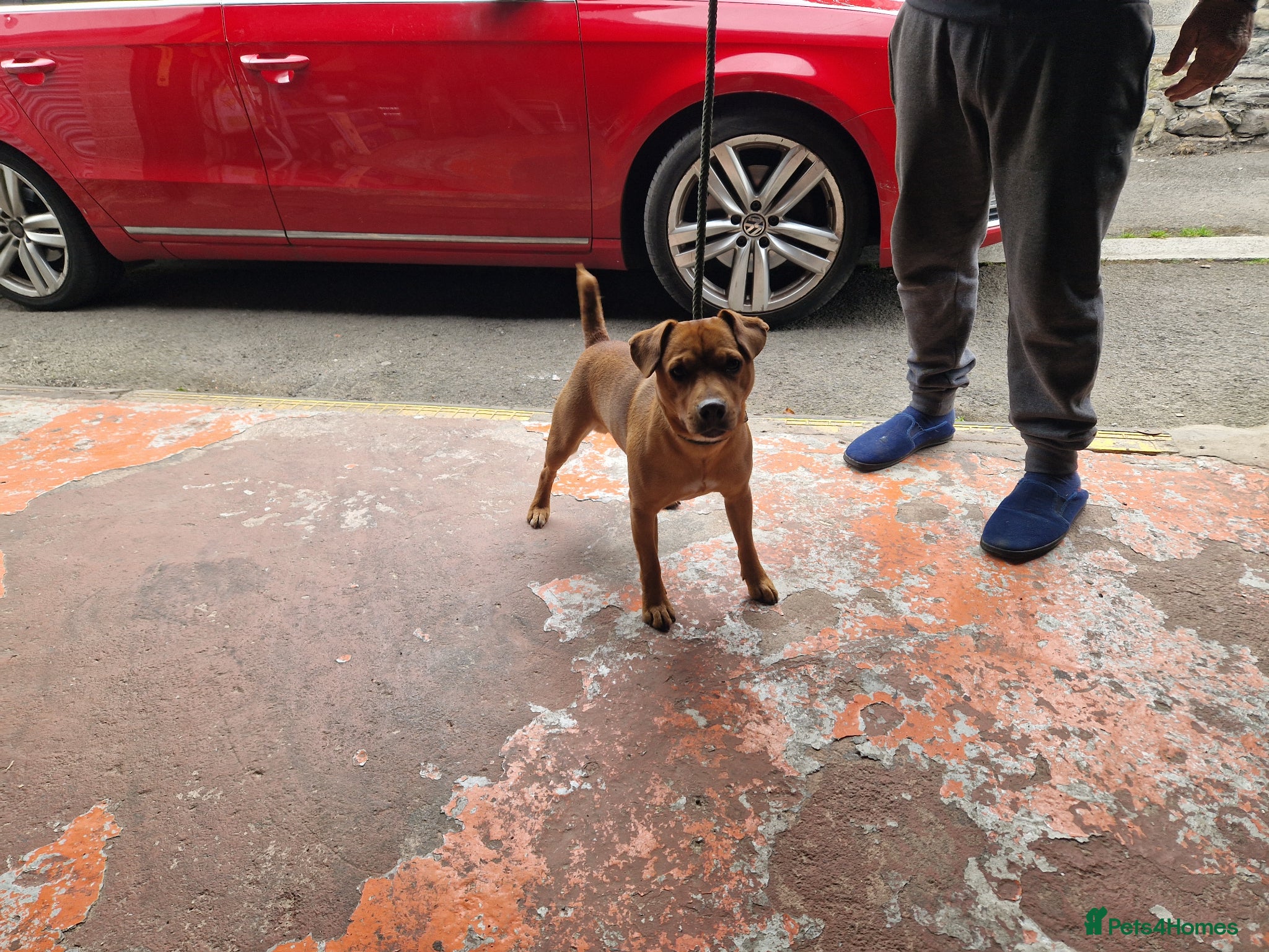 Plummer Terrier dogs for sale: Plummer cross lakeland puppy's  - Advert 2