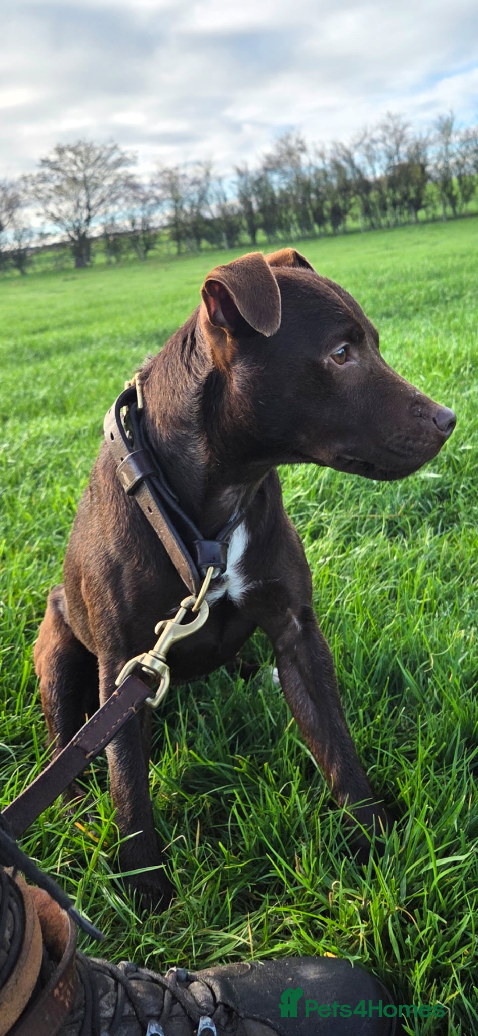 Patterdale Terrier dogs Chocolate Patterdale terrier  - Advert 15