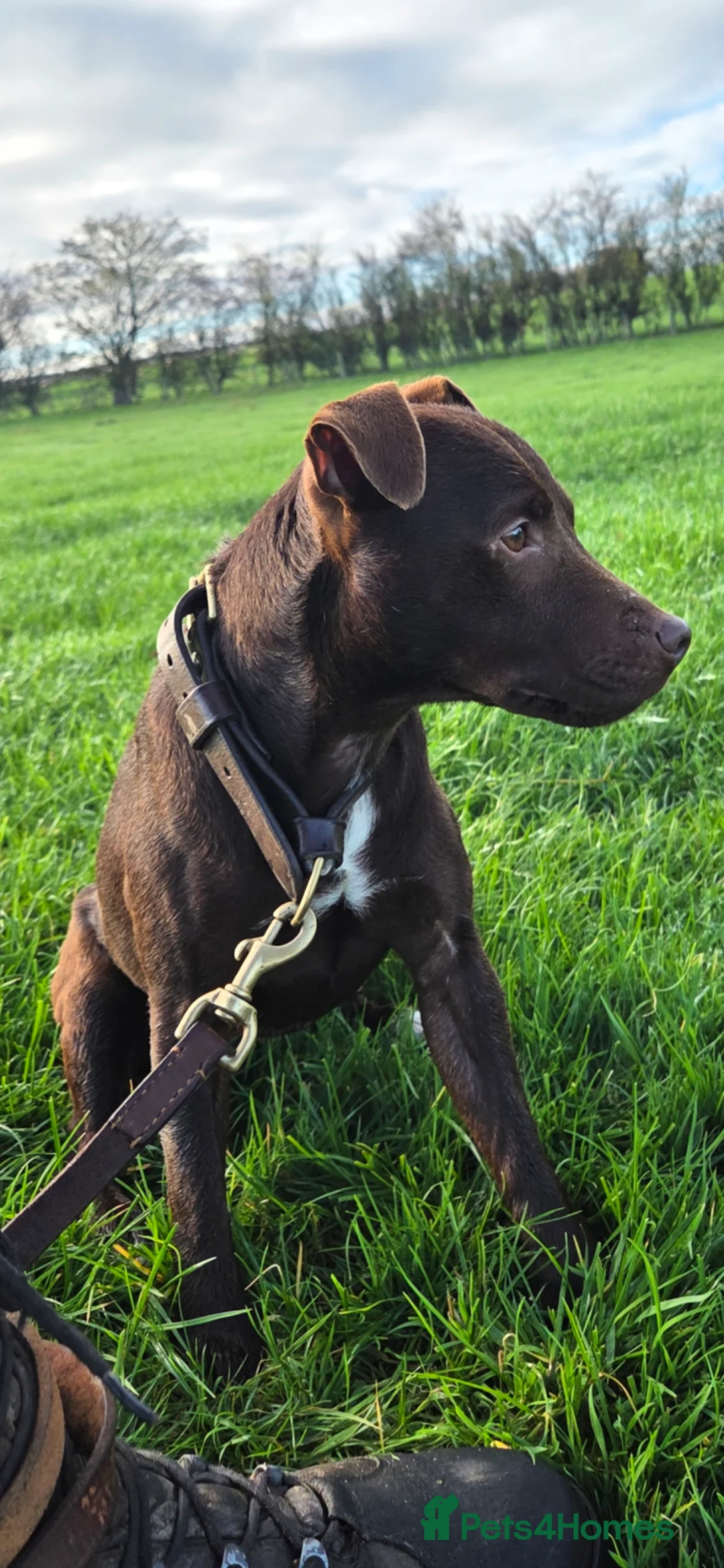 Patterdale Terrier dogs for sale: Chocolate Patterdale terrier  - Advert 2