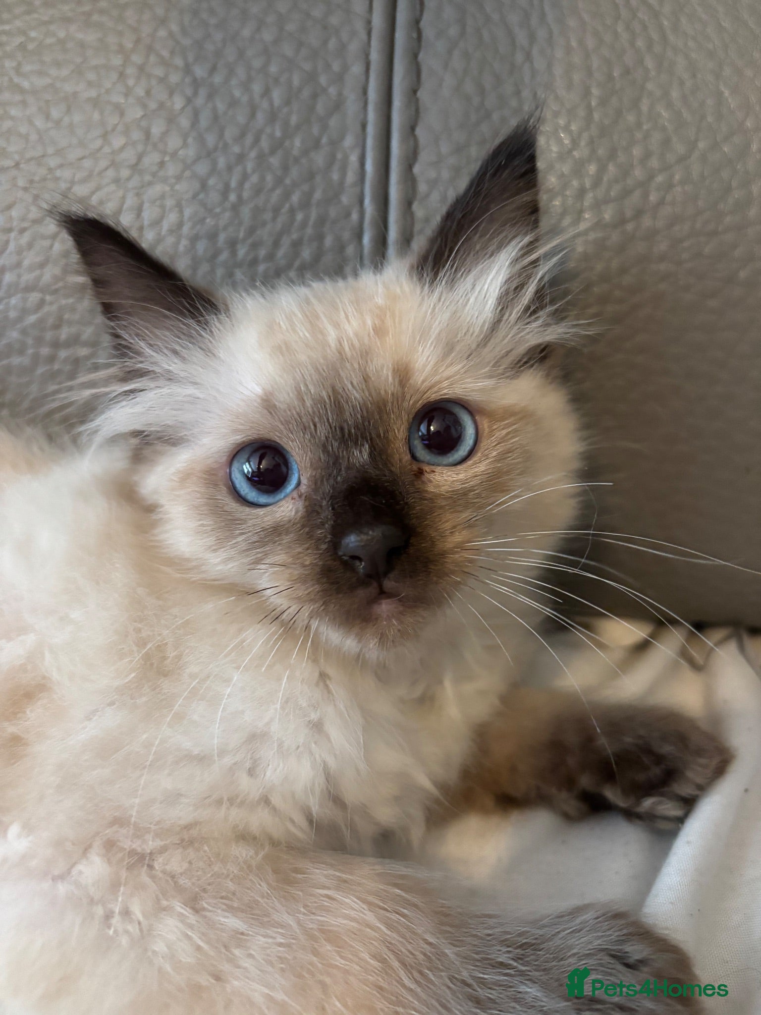 Ragdoll cats Stunning ragdoll kittens ready now  - Advert 1