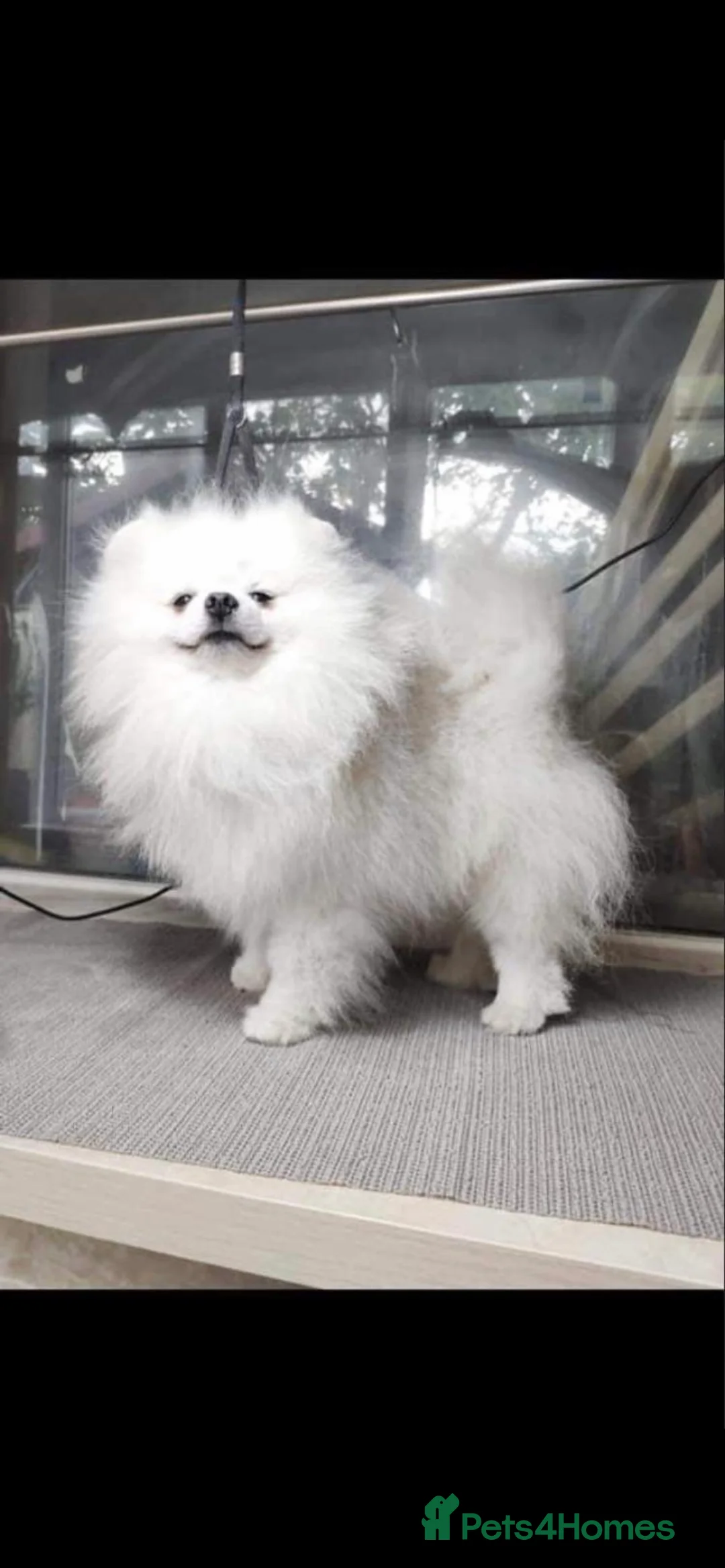 Pomeranian dogs for stud: 1.9kg tiny Proven Ukraine import stud kc reg  in Ferryhill - Advert 2