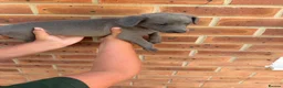 Whippet dogs for sale: Whippet puppies  - Advert 16