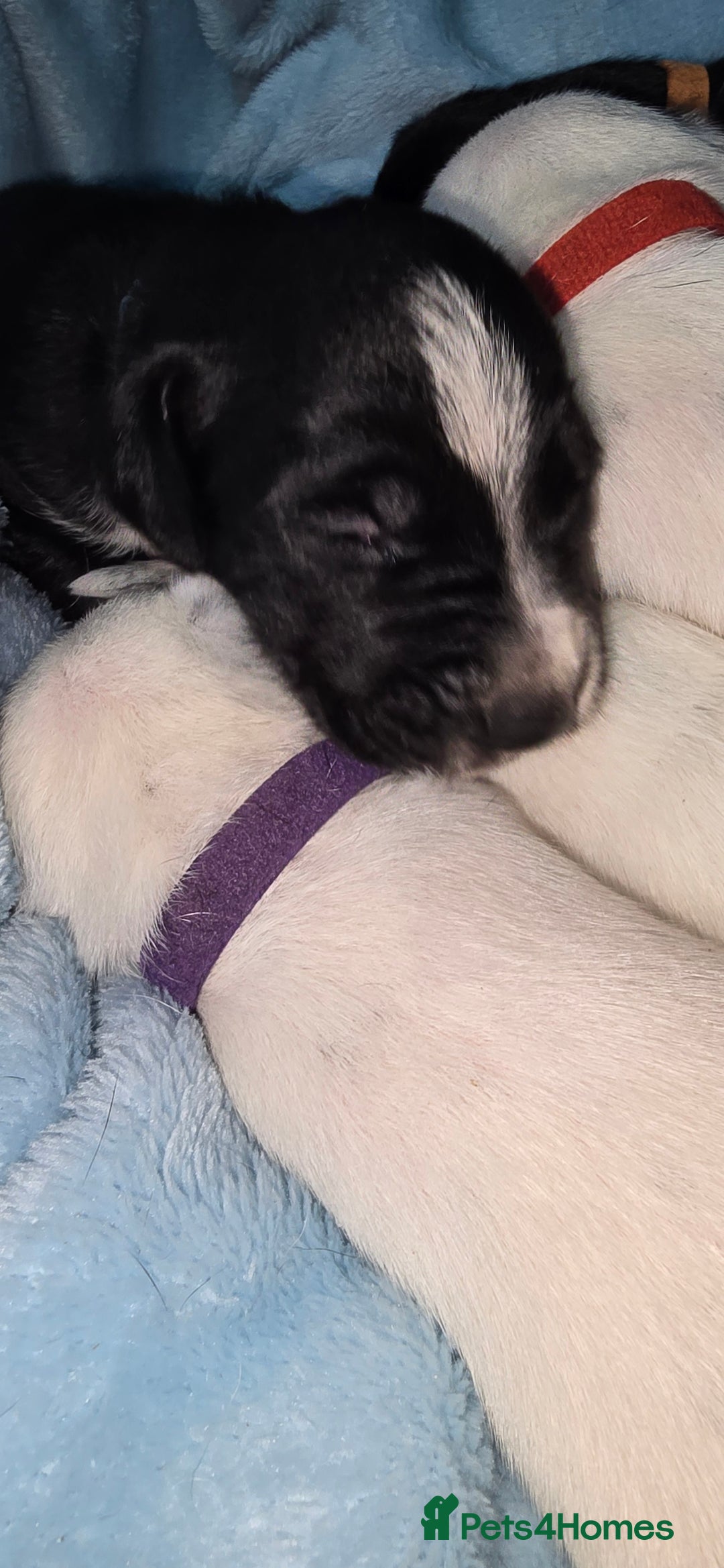 Mixed Breed dogs for sale: Beautiful Dalatian x Lab pups - Image 5
