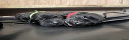 Labrador Retriever dogs for sale: Black KC Lab puppies - Advert 19