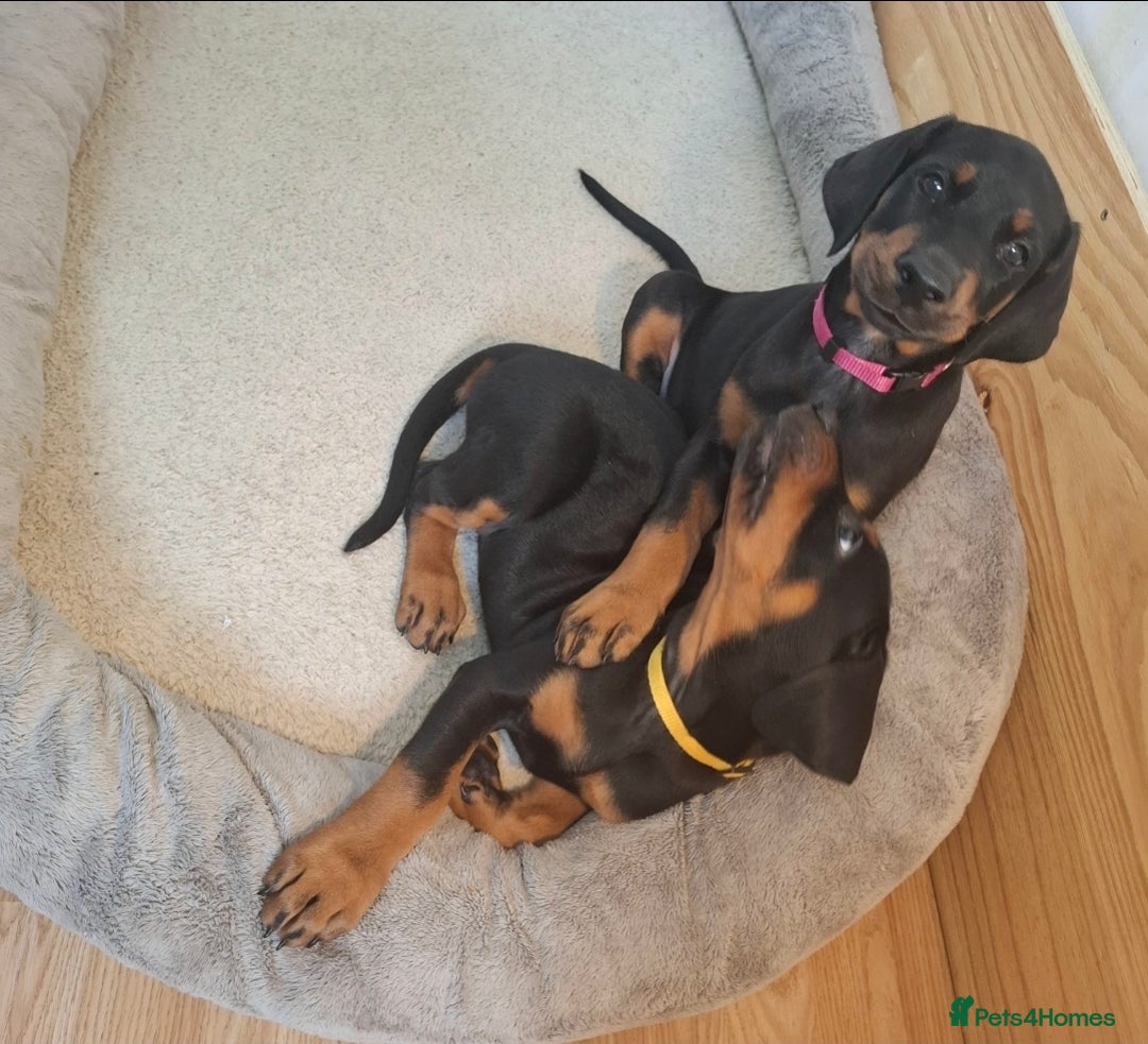 Dobermann dogs for sale: Beautiful Doberman puppies 3 boys 3 girls for sale - Image 19