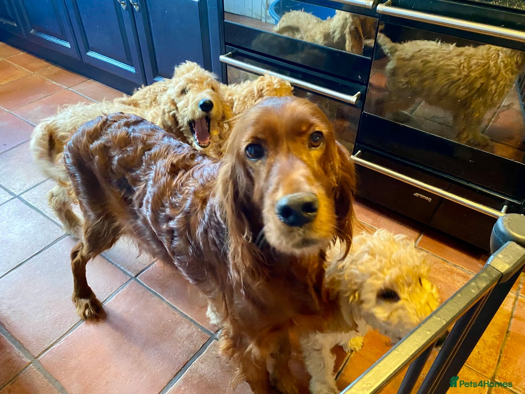 Irish Doodle dogs for sale: F1 Standard Irish Doodle Puppies  - Image 13