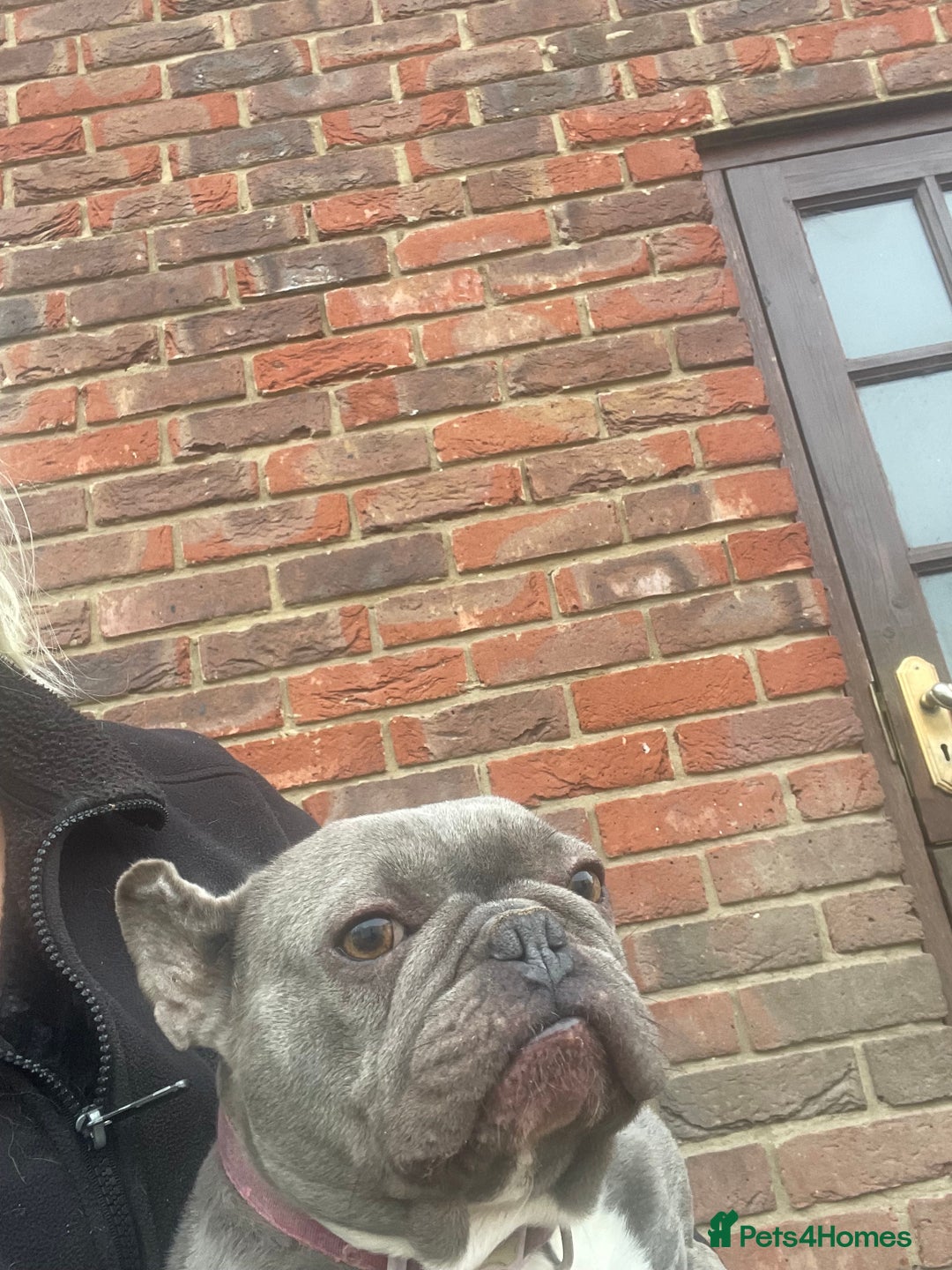 French Bulldog dogs for sale: Frenchie female - Advert 7