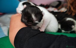 Mixed Breed cats for sale: Kittens - Image 5