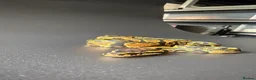 Python Snake reptiles for sale: Yellowbelly-het Pied Male - Advert 3