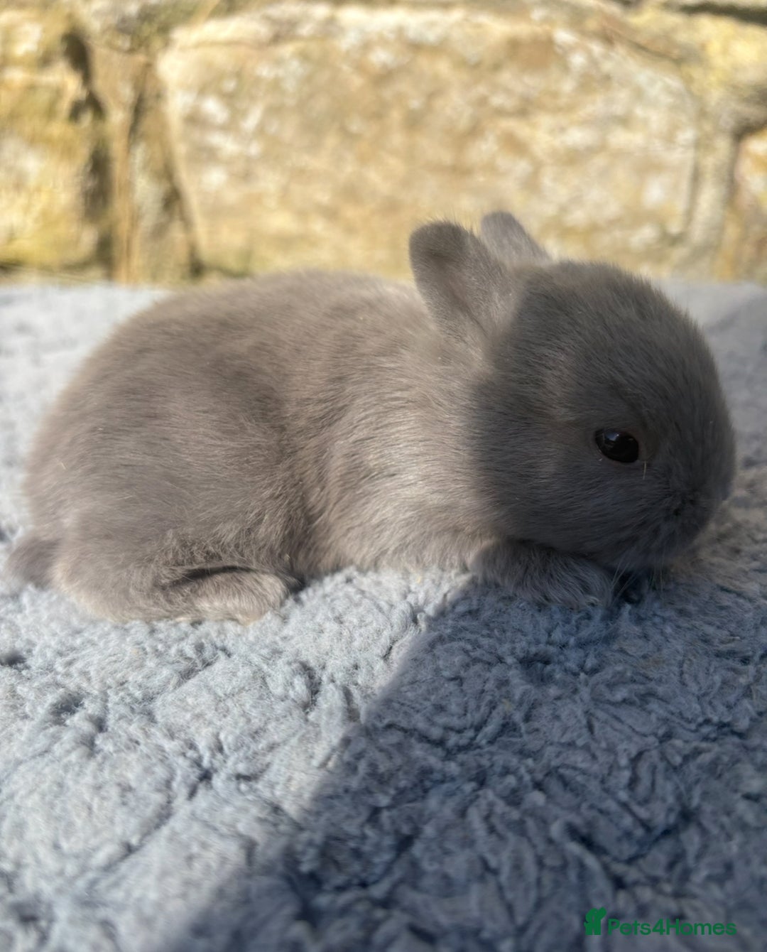 Netherland Dwarf rabbits for sale: Sweet Netherland Dwarf bunnies  - Advert 3