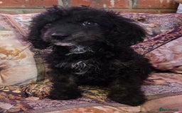 Cockapoo dogs for sale: Stunning mini cockapoo dna checked puppies - Advert 20