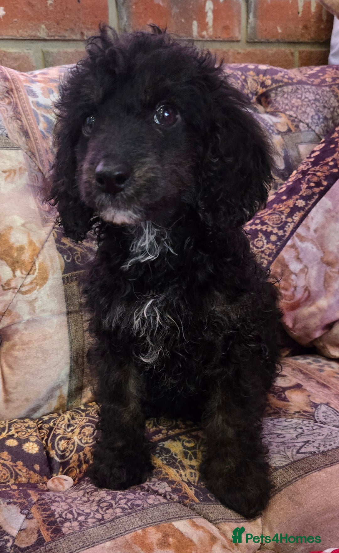 Cockapoo dogs for sale: Stunning mini cockapoo dna checked puppies - Advert 20