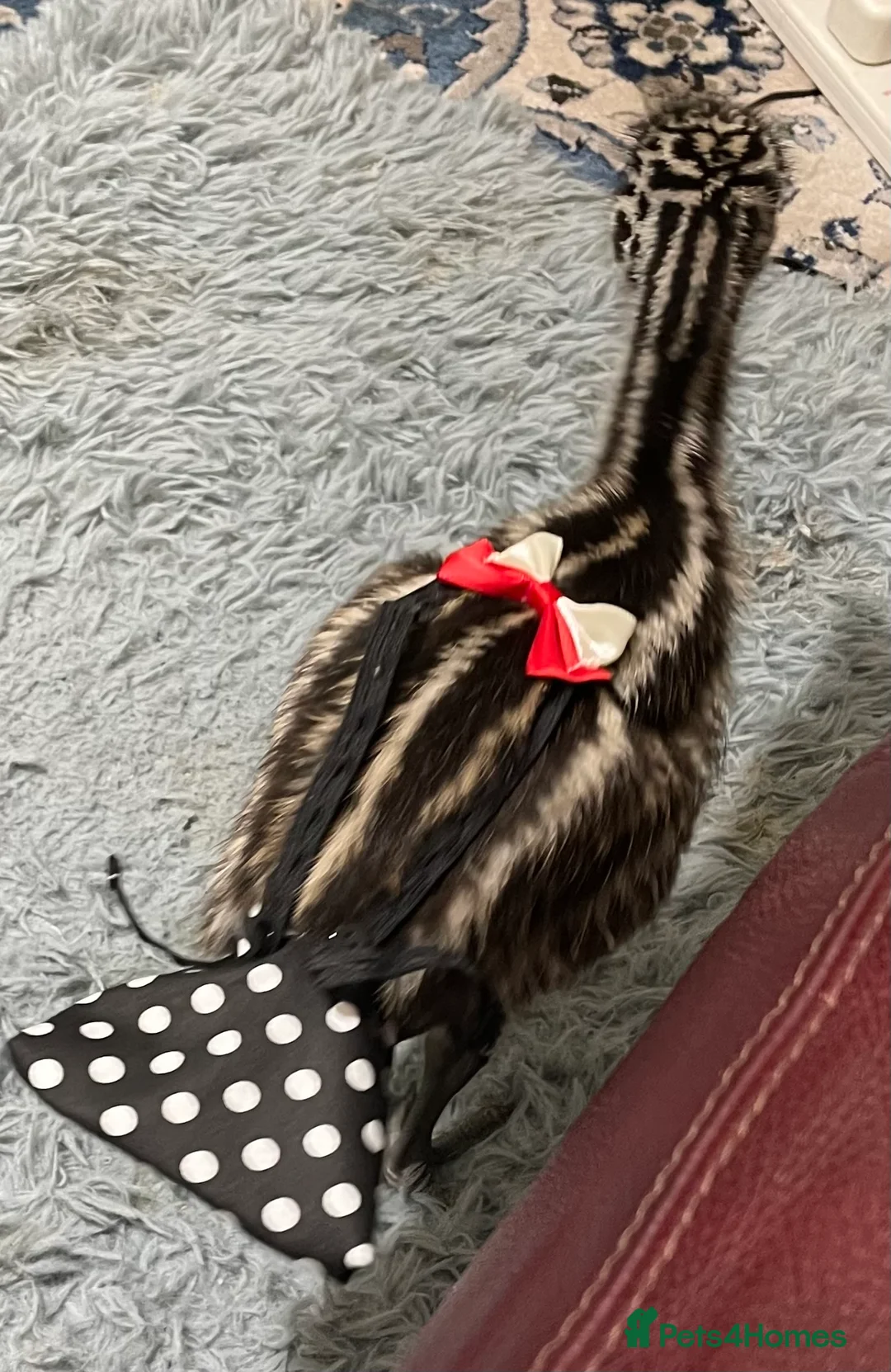 Emus poultry for sale: Emu Chick - Advert 4