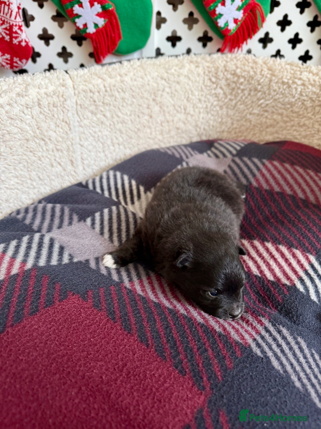 Pomeranian dogs for sale: Adorable Pomeranian puppies - ready January 25! - Advert 5