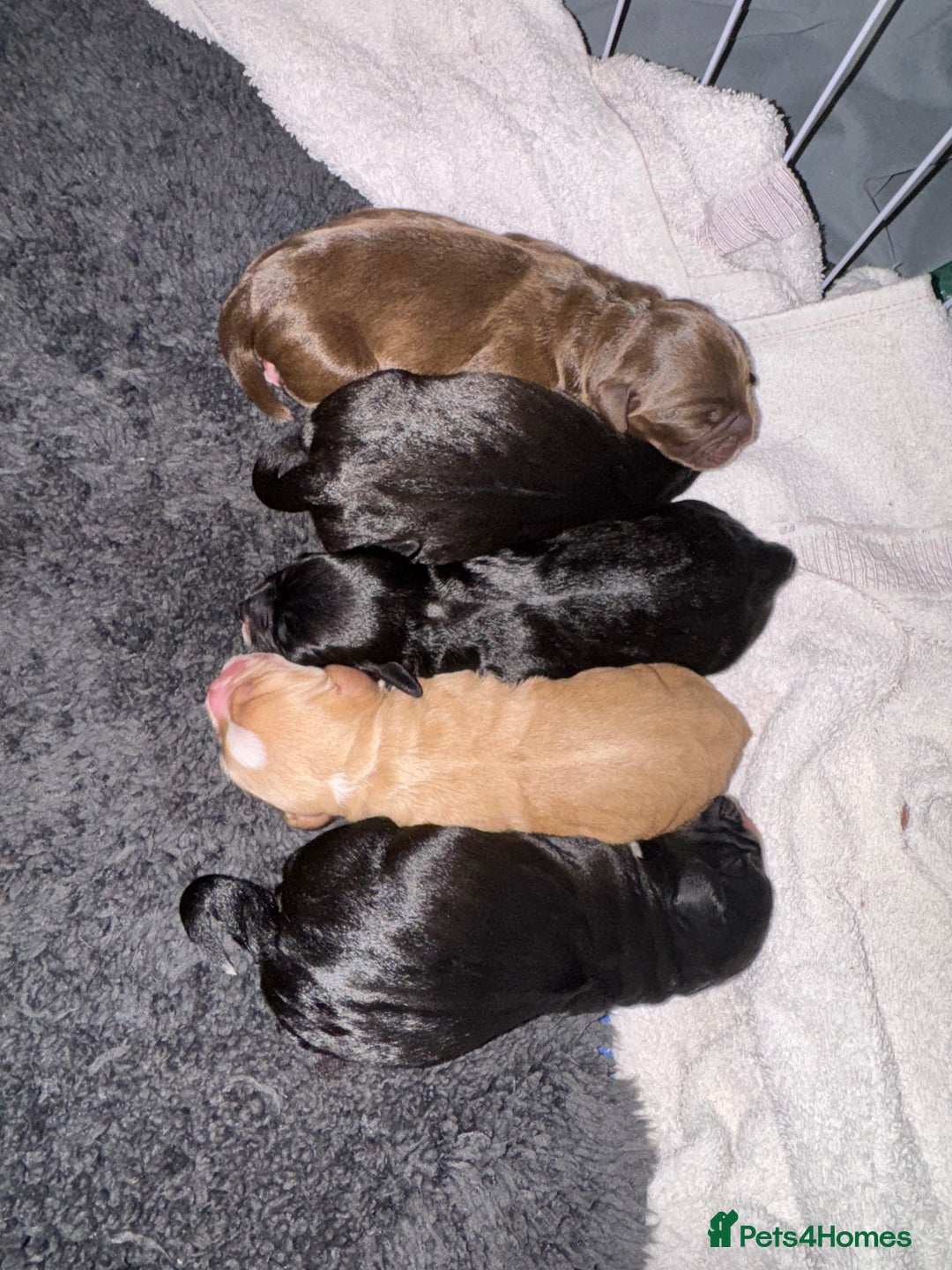 Mixed Breed dogs for sale: Chihuahua x  - Advert 2