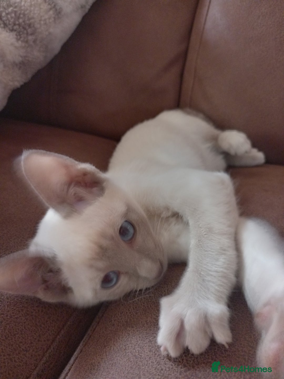 Siamese cats for sale: Beautiful litter of Simease - Image 3