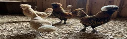 Chickens poultry for sale:  silkie chick's, polish chick's Available  - Advert 17