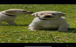 Labrador Retriever dogs for sale: 9 KC Registered White/Yellow Labrador puppies in Prestatyn - Image 4