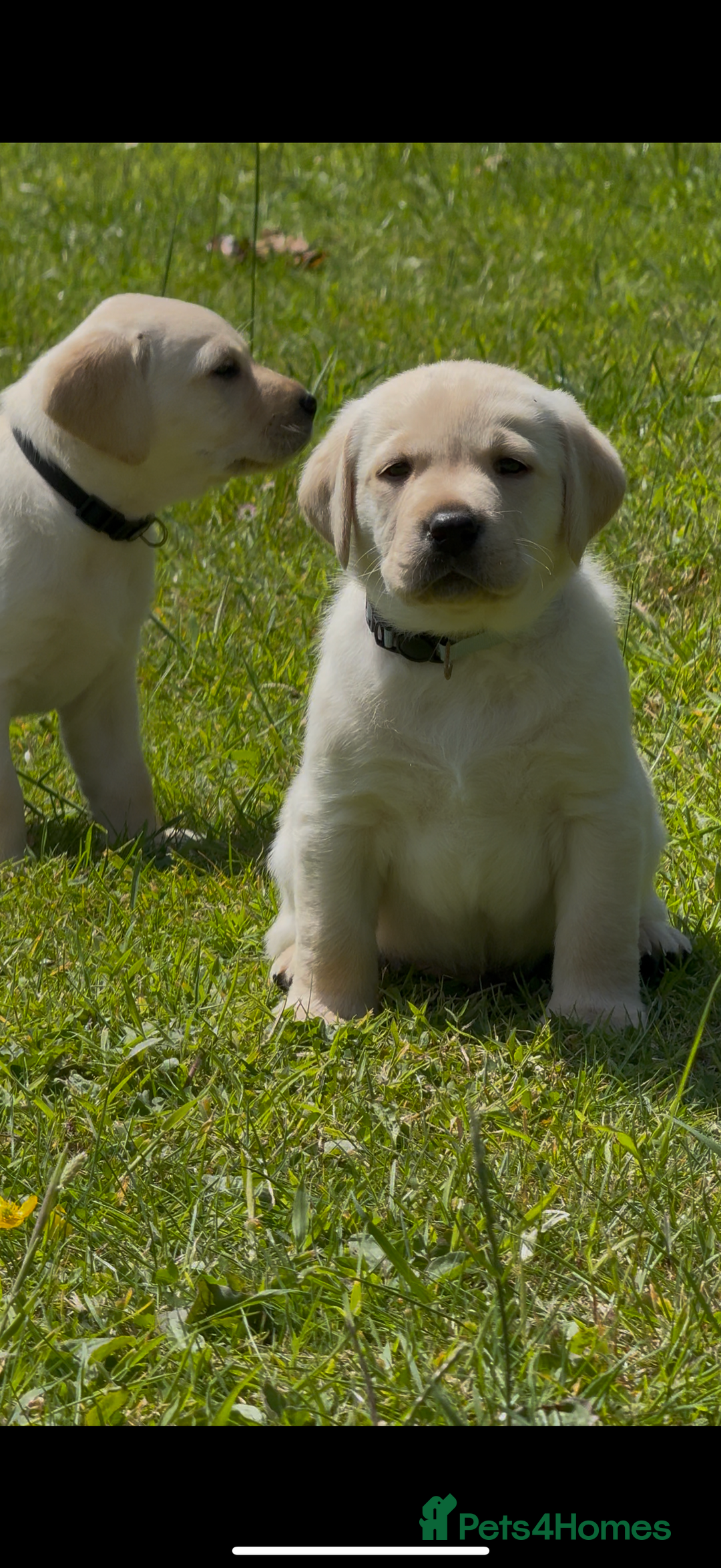 Labrador Retriever dogs for sale: 9 KC Registered White/Yellow Labrador puppies in Prestatyn - Image 4