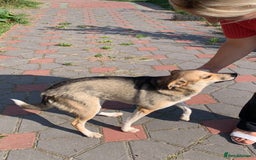 Mixed Breed dogs for adoption: 💖🐶 LOLLY 🐶💖 - Image 2