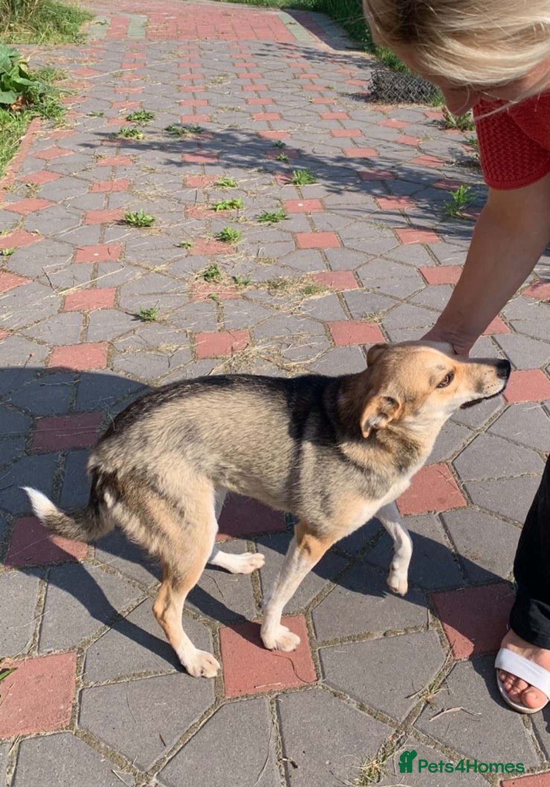 Mixed Breed dogs for adoption: 💖🐶 LOLLY 🐶💖 - Image 2
