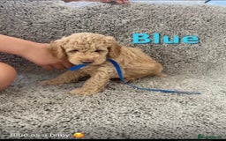 Labradoodle dogs for stud: Stud miniature labradoodle  - Image 4