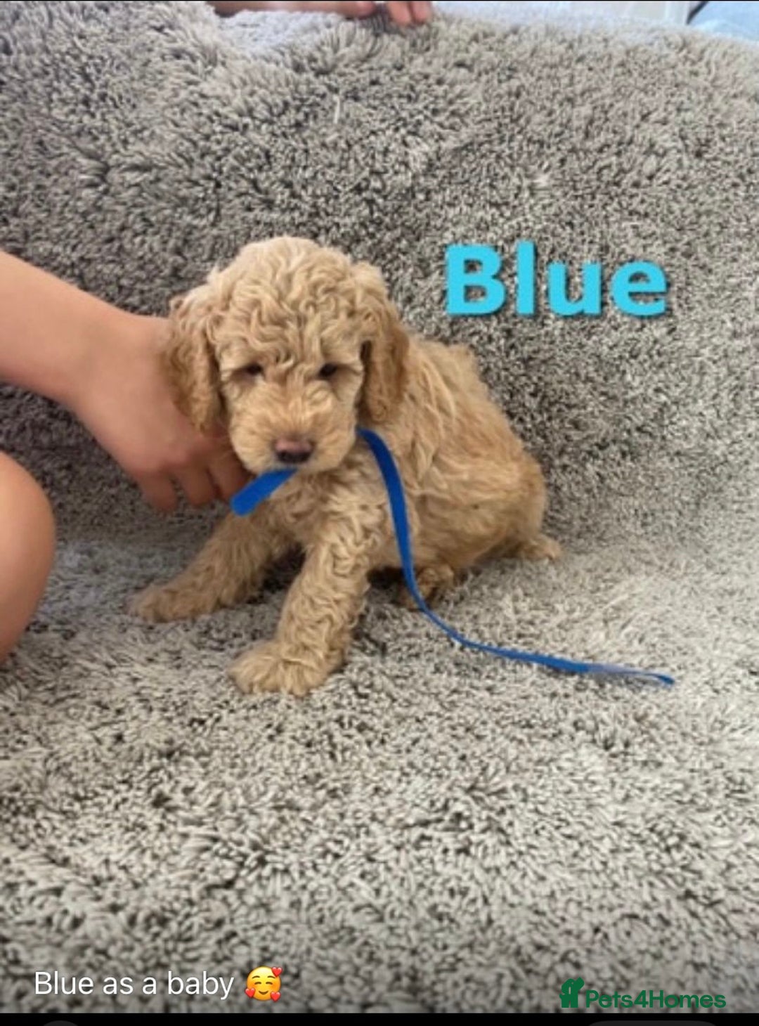 Labradoodle dogs for stud: Stud miniature labradoodle  - Image 4