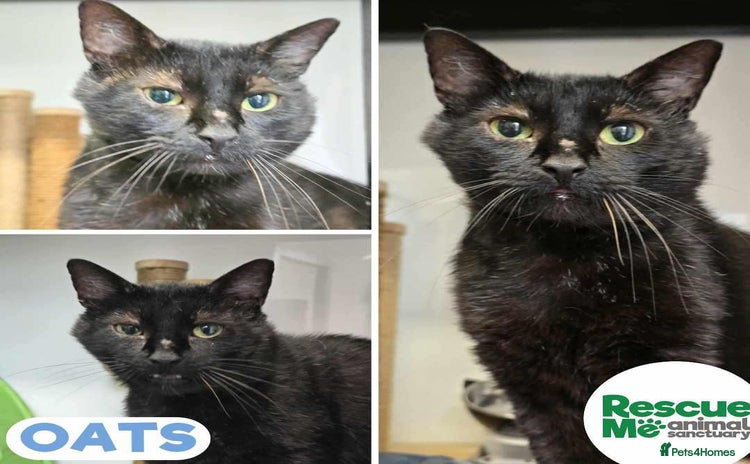 Mixed Breed cats - Advert 1