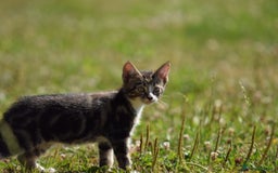 Mixed Breed cats for sale: Stunning kittens looking for loving home  - Image 9