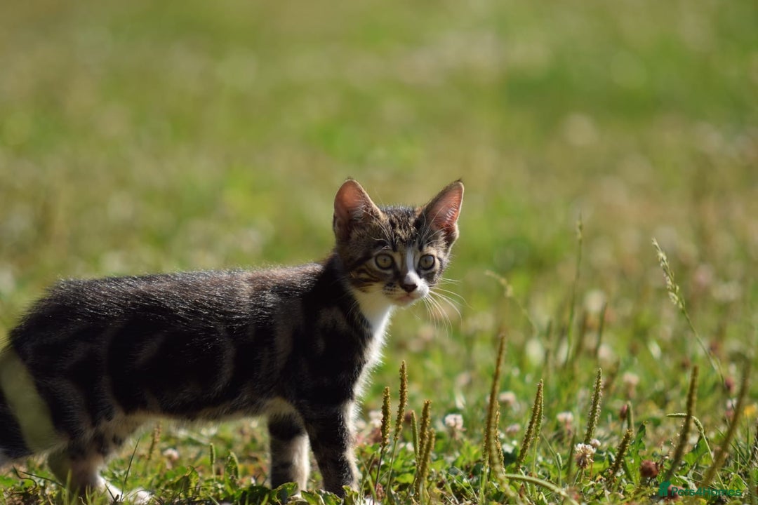 Mixed Breed cats for sale: Stunning kittens looking for loving home  - Image 9
