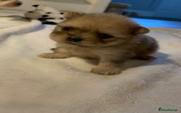 Pomeranian dogs for sale: 💙 Adorable Merle Pomeranian Puppy for Sale 💙 - Image 8