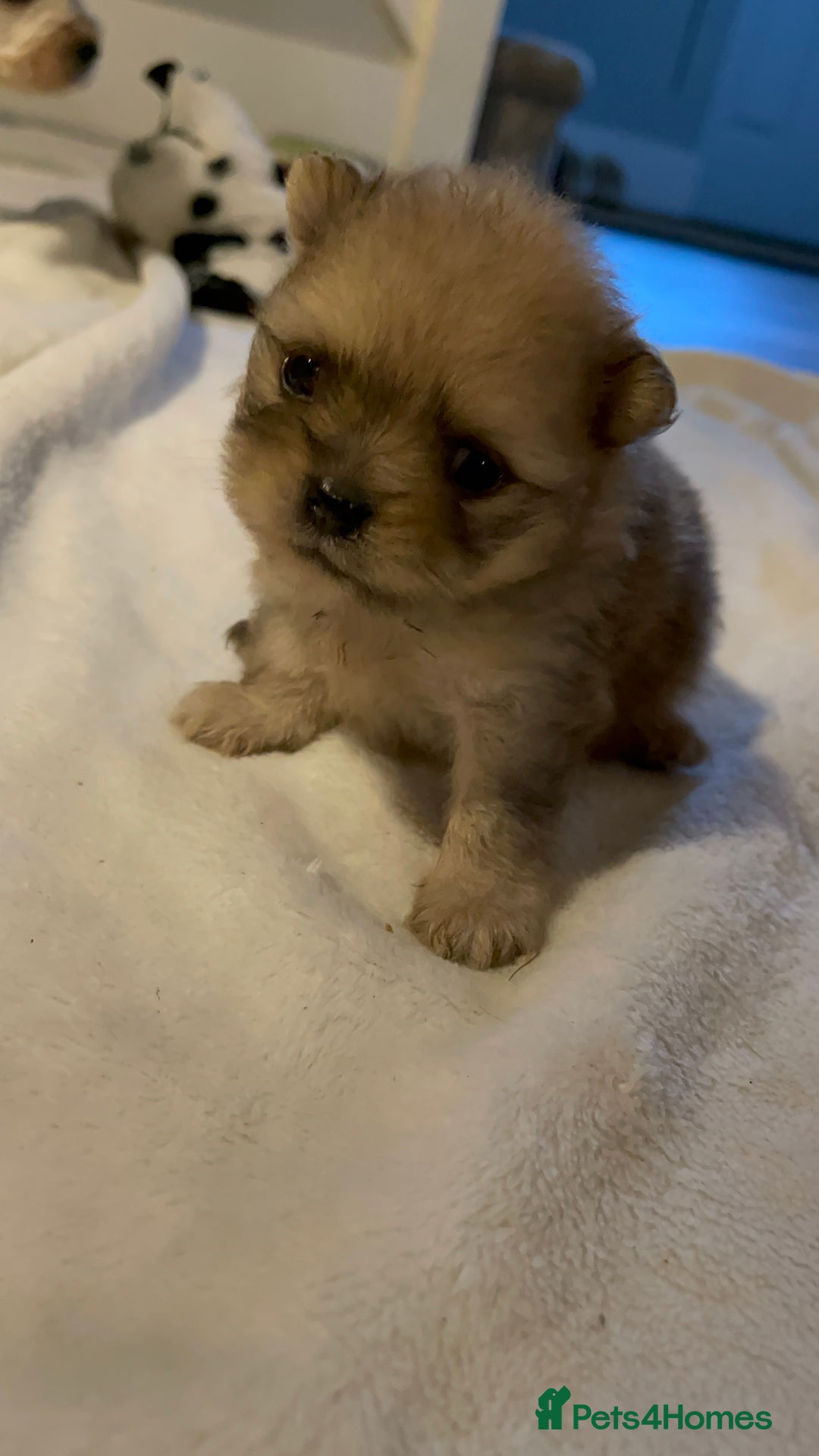 Pomeranian dogs for sale: 💙 Adorable Merle Pomeranian Puppy for Sale 💙 - Image 8