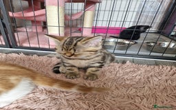 Mixed Breed cats for sale: 6 Beautiful Kittens British Shorthair Calico Cross - Image 17