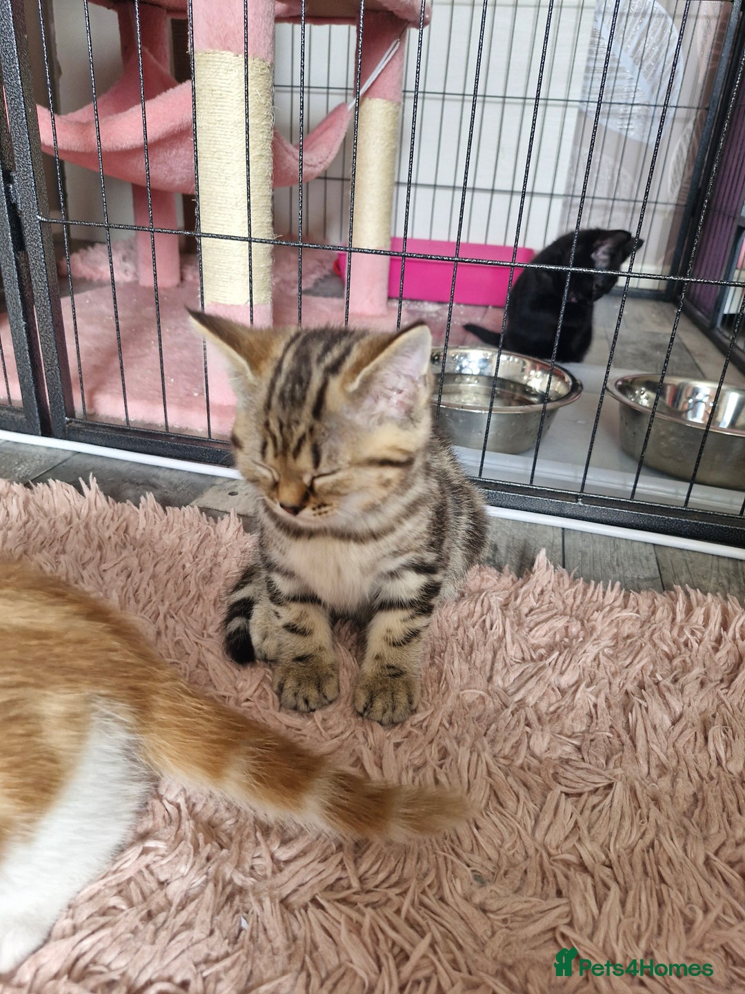 Mixed Breed cats for sale: 6 Beautiful Kittens British Shorthair Calico Cross - Image 17