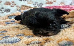 Maltipoo dogs for sale: F1 Toy Maltipoos - Image 26