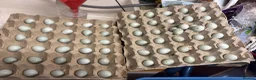 Quail poultry for sale: Celadon Quail hatching eggs x12 - Advert 15