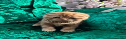 Scottish Fold cats for sale: 😻SCOTTISH FOLD 😻 CREAM & RED COLOUR 😻 - Advert 17