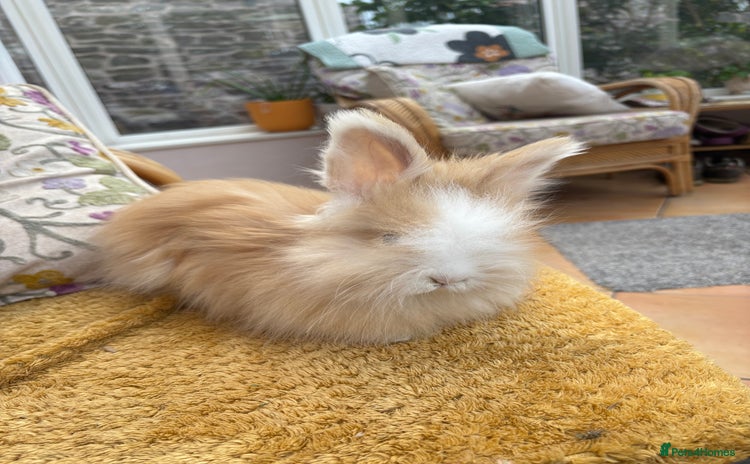 Angora rabbits - Advert 1