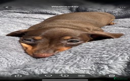 Miniature Dachshund dogs for sale: Kc mini dachshunds  - Image 10