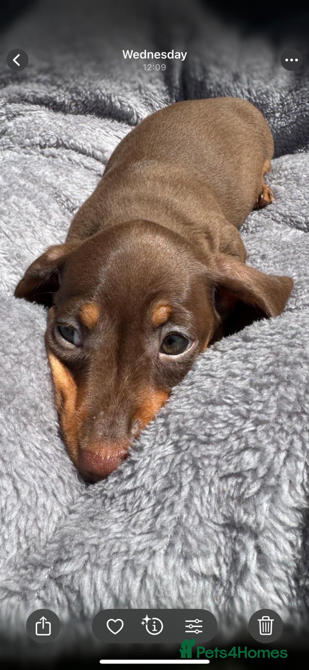 Miniature Dachshund dogs for sale: Kc mini dachshunds  - Image 10
