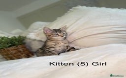 Mixed Breed cats for sale: 5 beautiful kittens 8 weeks old ready now  - Image 7